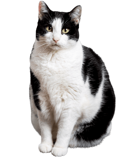 cat image