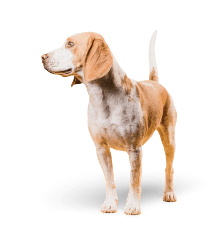 dog image