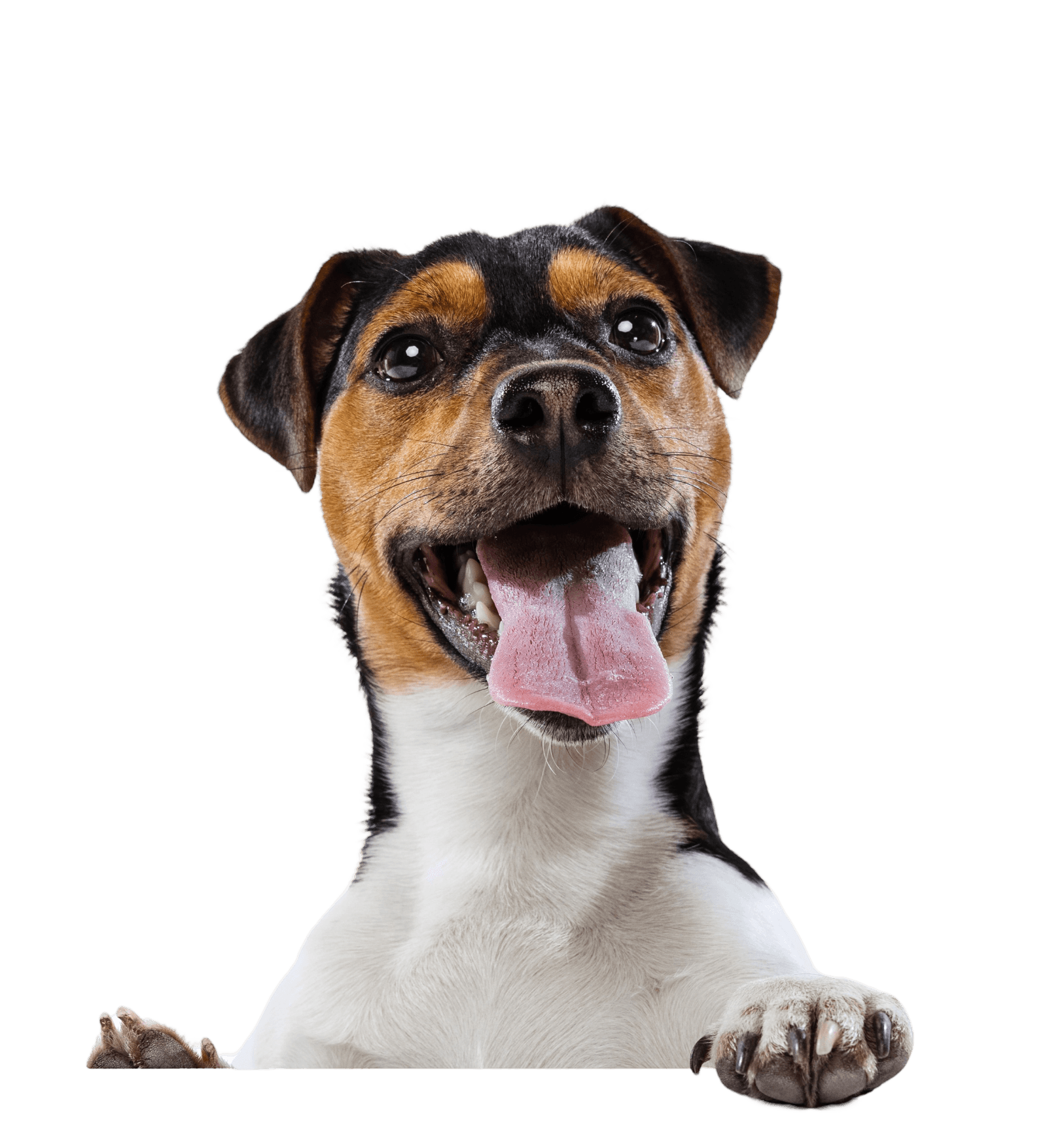 happy dog image