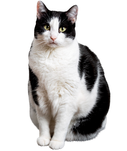 cat image